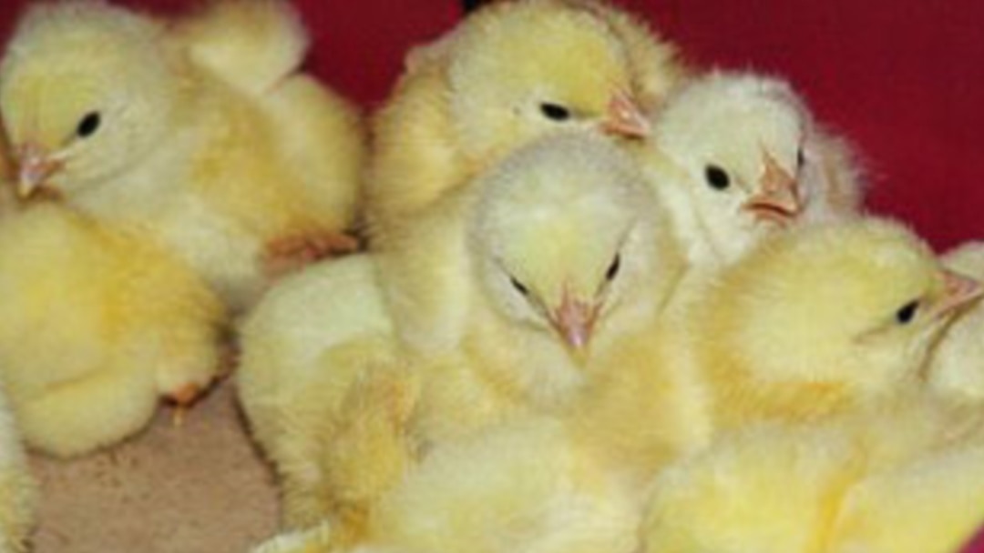 Көршінің енесімен жыныстық қатынас порно видео