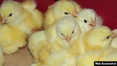 Жас Валя порно онлайн