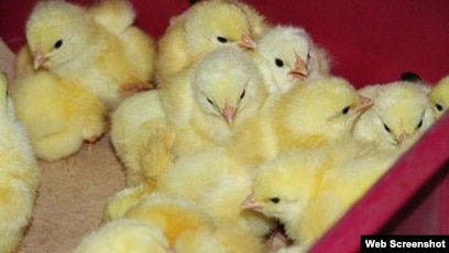 Өгей анасымен порно секс көру