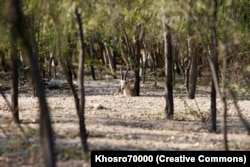 Wildlife on Kharg Island.