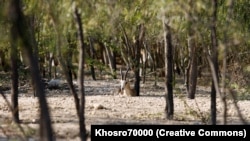 Харк аралындағы жабайы табиғат.