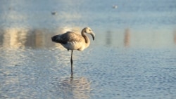 Kazakh Flamingos Threatened By Developers. Artists Get Creative To Save Them.