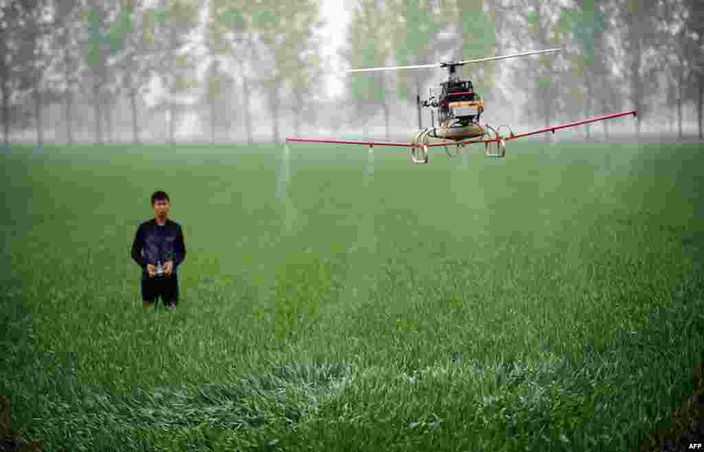 A man controls a drone spraying pesticides on a farm in Bozhou in China's central Anhui Province. (AFP)