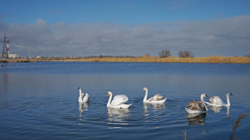 В Калмыкии обмеление озера грозит гибелью 26 видам краснокнижных птиц