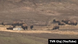 Imagine generică – ferma de bizoni din comuna Recea-Cristur, județul Cluj.