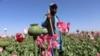 An Afghan farmer looks at his poppy corp in Zhari, a rural district in the southern Afghan province of Kandahar.