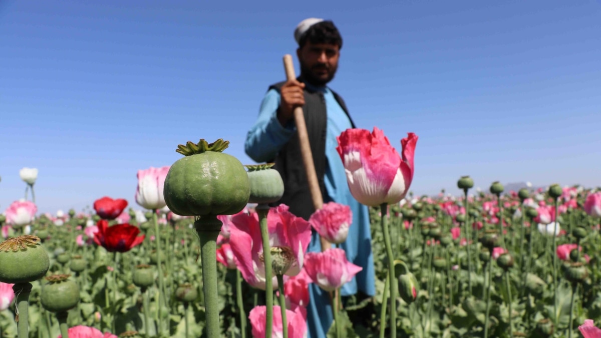 Opium fields in afghanistan