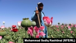 An Afghan farmer looks at his poppy corp in Zhari, a rural district in the southern Afghan province of Kandahar.