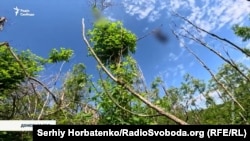 Пошуковці Асоціації дослідників військово-історичної спадщини «Плацдарм» гілками збивають із дерев людські останки
