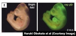 Химерные эмбрионы мышей, якобы выращенные из STAP-клеток