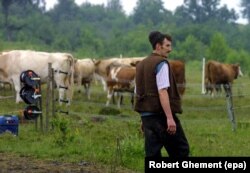 Un cioban român inspectează un gard electric care își protejează oile și vacile de urși în apropierea Munților Piatra Craiului.