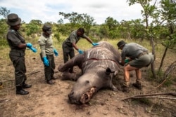 Белый носорог, убитый браконьерами в Национальном парке Крюгера в ЮАР