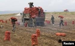 Hundreds of Turkmen students in southern Russia have reportedly taken to doing farm work in a bid to make ends meet. (illustrative photo)