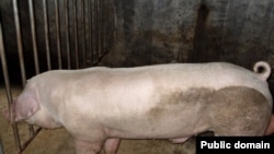 Датский ландрас. Свинья мясной породы – длинное тело и почти полное отсутствие жира