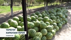 Имсол нархи тарбузу харбуза фавқулода гарон аст.Чаро?
