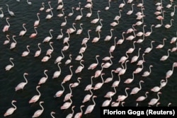 Flamingo duke notuar në zonën e mbrojtur në Zvërnec, afër Vlorës. 10 maj 2026.
