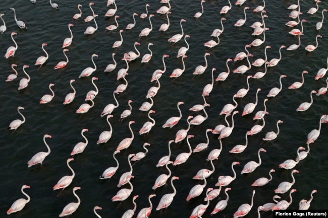 Flamingo duke notuar në zonën e mbrojtur në Zvërnec, afër Vlorës. 10 maj 2026.