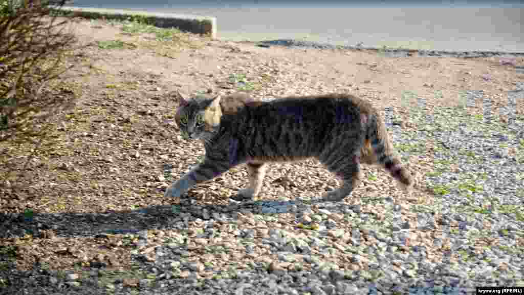 Мартовский кот быстро бежит по дорожке, чтобы скрыться под припаркованным автомобилем