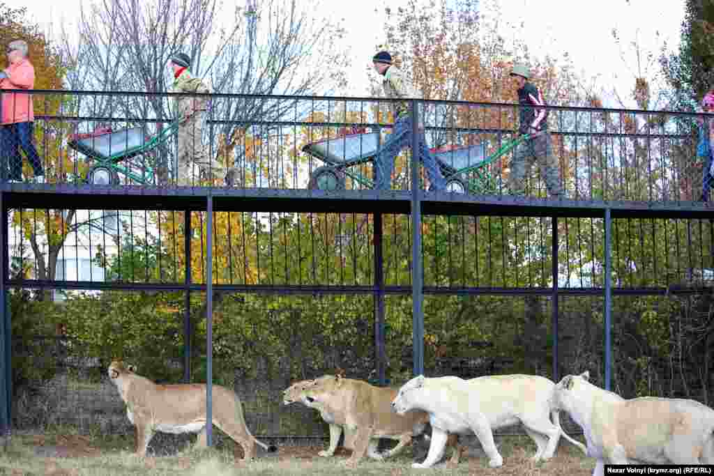 Леви вже передчувають смачний обід зі свіжого м&#39;яса. Його працівники везуть у кількох тачках