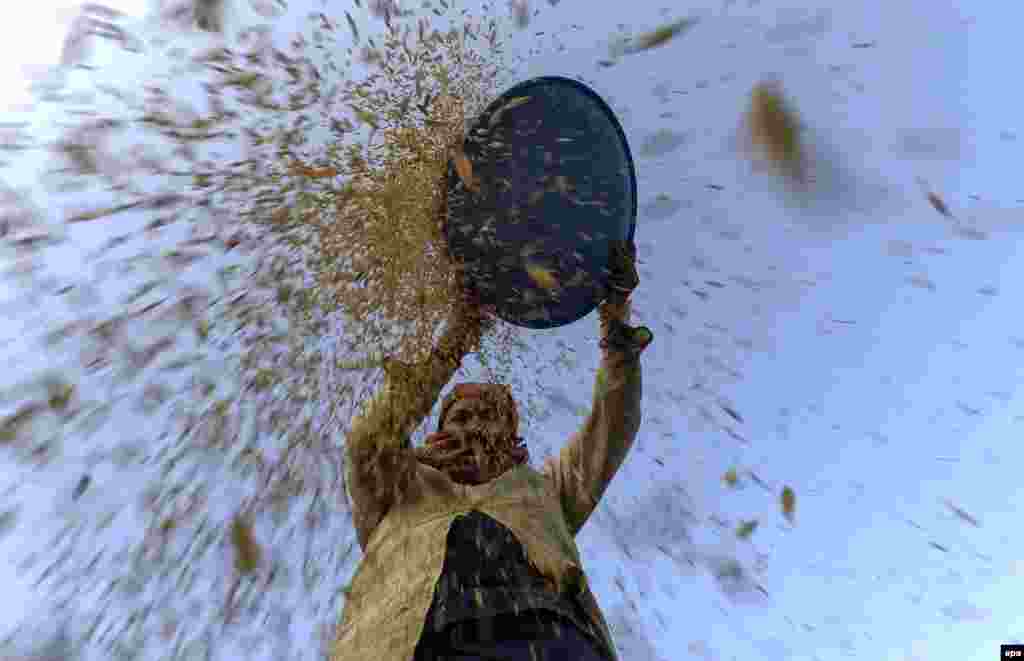 A Nepalese agricultural worker harvests a field on the outskirts of Kathmandu. (epa/Narendra Shrestha)