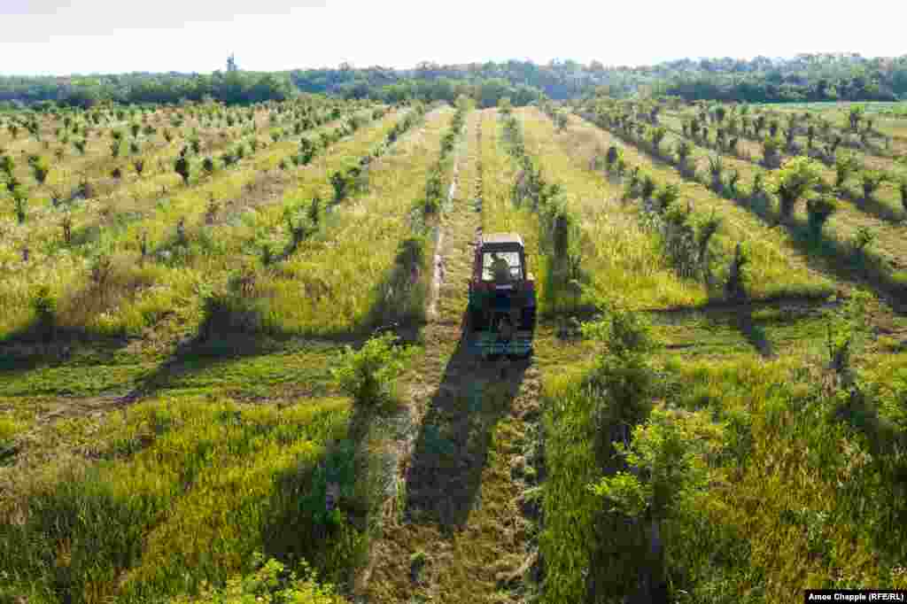 A tractor mows the grass in an overgrown orchard near Lake Balaton.