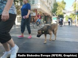 Кучиња скитници во центарот на Скопје