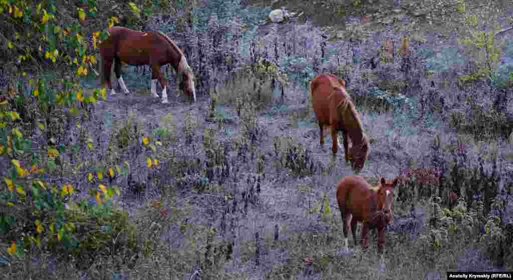 Лошади пасутся на покрытой инеем траве