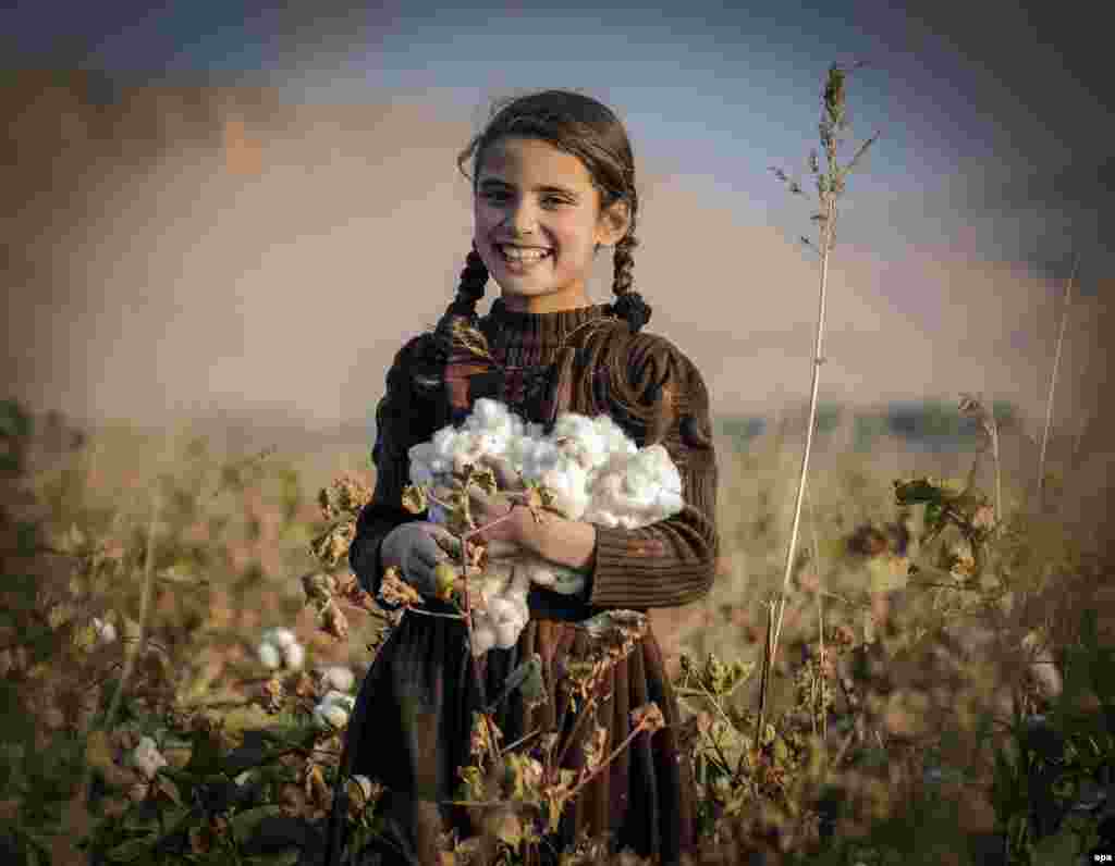 An Afghan girl harvests cotton buds in a field in Balkh Province. (epa/Sayed Mustafa)