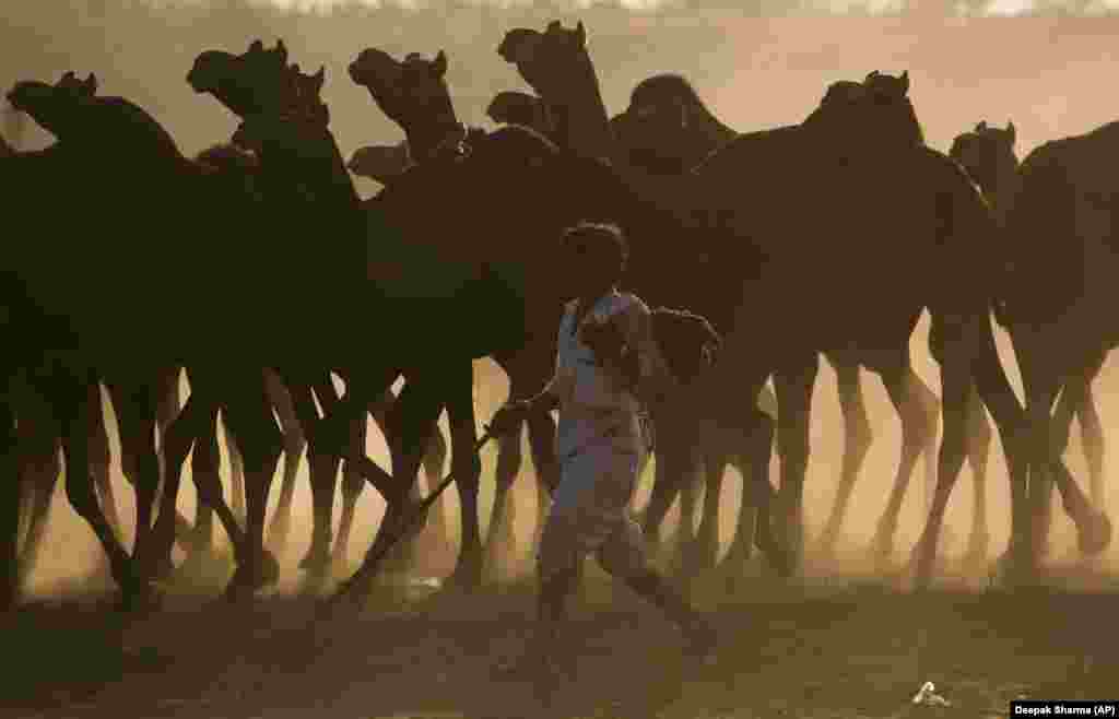 An Indian camel trader arrives with his herd for the annual cattle fair in Pushkar in the northwestern state of Rajasthan. (AP/Deepak Sharma)