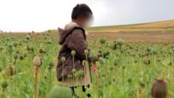 With Schools Shut, Afghan Children Work The Poppy Fields