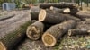 В Иркутске гражданину Китая дали 9 лет за кражу леса на 1,4 млрд руб