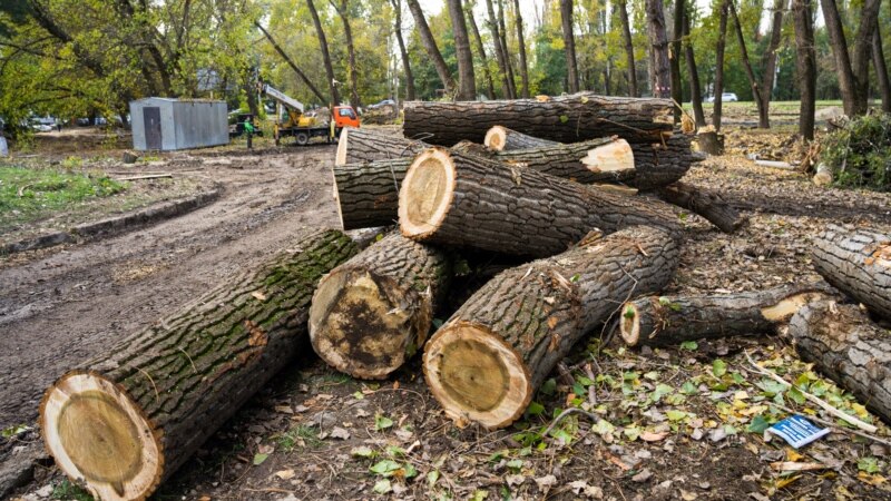 «При поддержке правительства Москвы»: вырубка многолетних деревьев в Симферополе (фотогалерея)