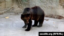 Бурый медведь в Ташкентском зоопарке. Иллюстративное фото.