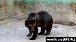 Бурый медведь в Ташкентском зоопарке. Иллюстративное фото.