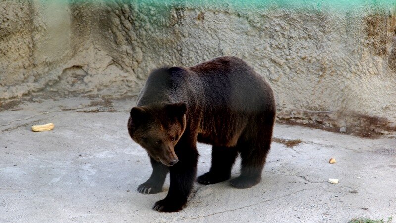 В Ташкентском зоопарке спасли девочку, сброшенную матерью в вольер к медведю