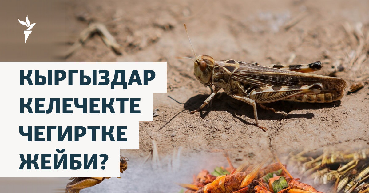 Туыстарының жыныстық қатынасқа түсуін кім аңдыды?