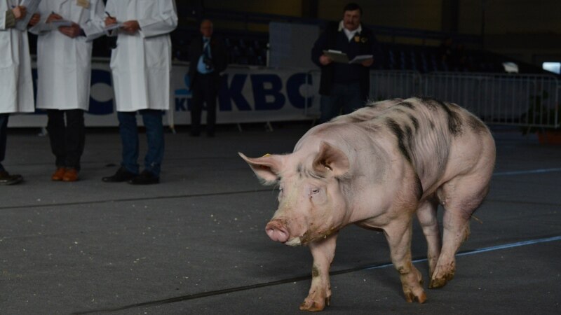 Германска покраинска министерка поднела оставка поради запоставување на свиња