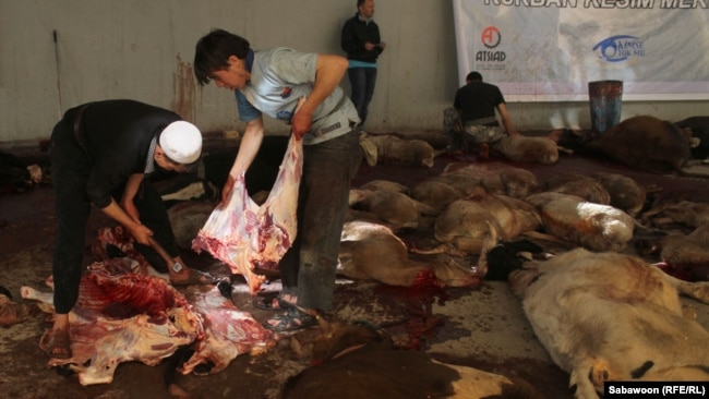 ارشیف: په افغانستان کې د قربانۍ یو انځور. بېوزله خلک شکایت کوي چې د څارویو بیې لوړې دي او دوی نه شي کولای چې سږ کال قرباني وکړي.