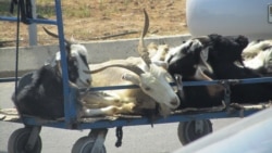 Diňle: Ymamlar Gurban baýramynda gurbanlyk soýmagyň parz däldigini aýdýar, resmiler tygşytlylyk ündeýär
