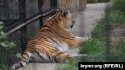 Иллюстративное фото