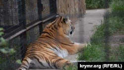 Тигр у сафарі-парку «Тайган», ілюстративне фото