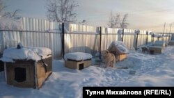 Собачий приют в Якутске