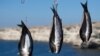 Рыбаки в Крыму заявляют, что готовы перекрывать трассу