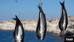 UKRAINE - catching mullet in the Black Sea, 19Aug2020