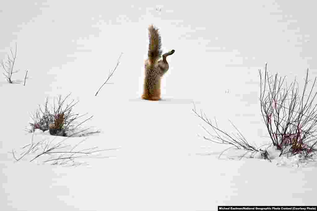 HONORABLE MENTION: Red Fox Catching Mouse Under Snow (Squaw Creek, Park County, Wyoming) -- With his exceptional hearing, a red fox has targeted a mouse hidden under 2 feet (0.6 meters) of crusted snow. Springing high in the air, he breaks through the crusted spring snow with his nose. His body is completely vertical as he grabs the mouse under the snow. (Caption by photographer Michael Eastman)