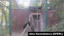 Черные грифы в зоопарке Алматы. 5 ноября 2013 года.