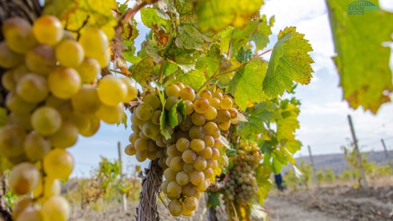 В Крыму сотрудники «КФУ» хотят получить саженцы винограда из пробирки