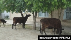 Hojalyk jaýlarynyň golaýynda otlaýan sygyrlar (Illýustrasiýa suraty)