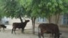 На западе Туркменистана из-за жары гибнет скот