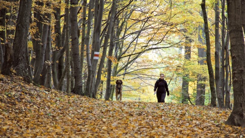 Šume u Srbiji nema ko da brani